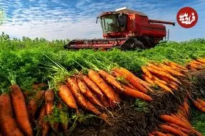 ببینید| چگونه آمریکایی ها هزاران هویج را برداشت و فرآوری می‌کنند؟