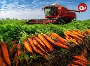 ببینید| چگونه آمریکایی ها هزاران هویج را برداشت و فرآوری می‌کنند؟