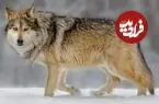 اعلان جنگ ترامپ علیه گرگ‌های خاکستری!