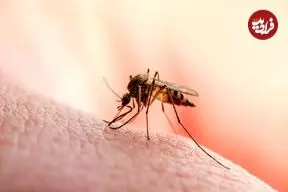 چرا پشه‌ها بعضی افراد را بیشتر نیش می‌زنند؟