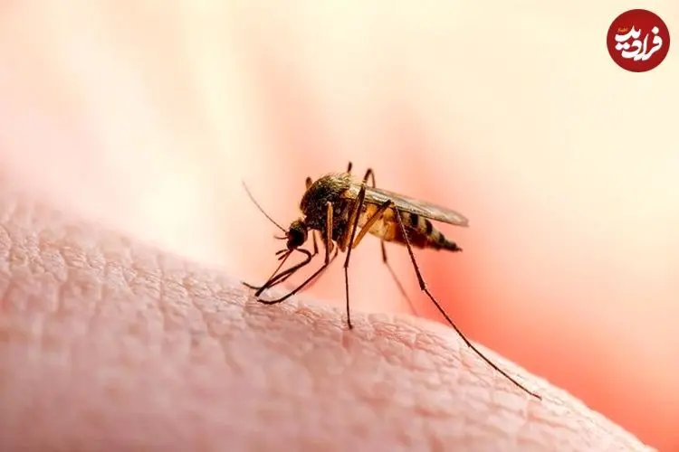 چرا پشه‌ها بعضی افراد را بیشتر نیش می‌زنند؟