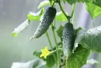 (ویدئو) باور نمیکنی به همین سادگی میشه تو گلدون خیار کاشت