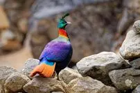 «کاکل‌پری»؛ پرنده‌ای که مثل جواهر در کوهستان‌های آسیا می‌درخشد