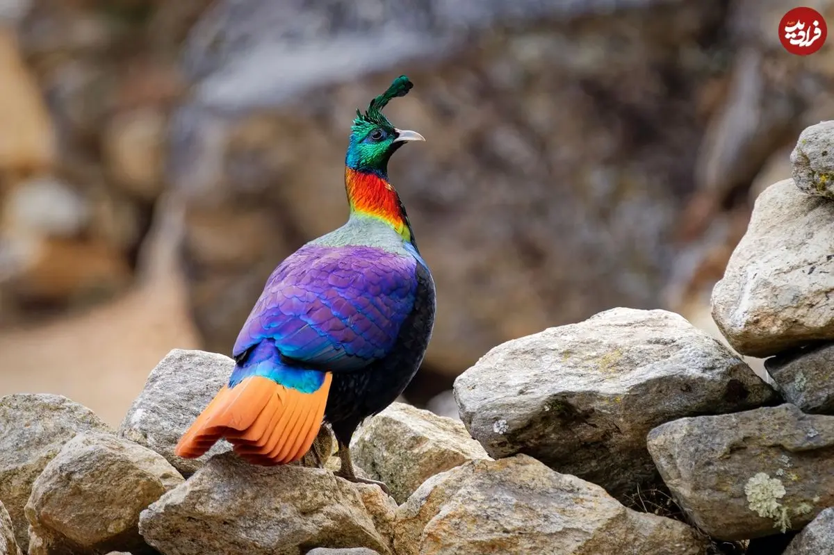 «کاکل‌پری»؛ پرنده‌ای که مثل جواهر در کوهستان‌های آسیا می‌درخشد