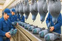 ببینید| چگونه چینی ها میلیون ها کبوتر را برای تولید گوشت پرورش می دهند؟