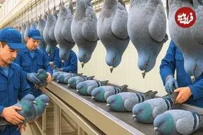 ببینید| چگونه چینی ها میلیون ها کبوتر را برای تولید گوشت پرورش می دهند؟