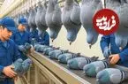 ببینید| چگونه چینی ها میلیون ها کبوتر را برای تولید گوشت پرورش می دهند؟