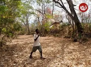 تصاویر| همکاری شگفت‌انگیز انسان و عسل‌یاب بزرگ در موزامبیک؛ چگونه گویش‌های محلی شکارچیان را به کندوی عسل می‌رساند