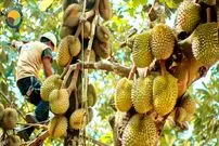 ببینید| چگونه تایلندی ها هزاران کیلوگرم دوریان را برداشت می کنند؟