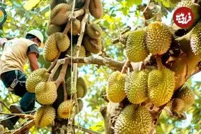 ببینید| چگونه تایلندی ها هزاران کیلوگرم دوریان را برداشت می کنند؟