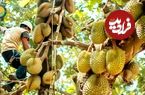 ببینید| چگونه تایلندی ها هزاران کیلوگرم دوریان را برداشت می کنند؟