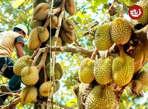 ببینید| چگونه تایلندی ها هزاران کیلوگرم دوریان را برداشت می کنند؟