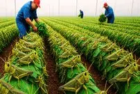ببینید؛ مراحل دیدنی پرورش و فرآوری میلیاردها ملخ در مزارع چین