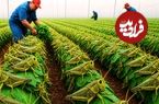 ببینید؛ مراحل دیدنی پرورش و فرآوری میلیاردها ملخ در مزارع چین