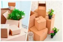 نکات مهم و کلیدی برای جابه جایی گل و گیاهان آپارتمانی هنگام اسباب کشی