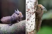 ببینید| سنجاب کوتوله کاکل‌دار؛ کوچک ترین گونه سنجاب در دنیا