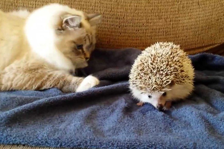 (ویدئو) لحظه خنده دار اولین مواجهه یک گربه با جوجه تیغی