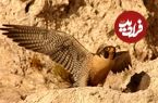 تصاویر؛ «گنج زنده ایران»؛ شاهین بحری با قیمت ۱۰ میلیارد تومان به کشور‌های عربی برای «قوش بازی» قاچاق می‌شود