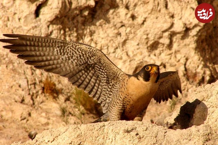 تصاویر؛ «گنج زنده ایران»؛ شاهین بحری با قیمت ۱۰ میلیارد تومان به کشور‌های عربی برای «قوش بازی» قاچاق می‌شود