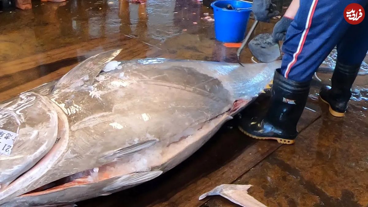 (ویدئو) مهارت تماشایی این استاد تایوانی در برش زدن ماهی تن 476 کیلوگرمی