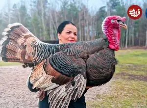 ببینید| غذای روستایی در بلاروس؛ پخت بوقلمون کامل در تنور و در روستایی جنگلی