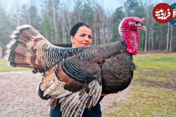 ببینید| غذای روستایی در بلاروس؛ پخت بوقلمون کامل در تنور و در روستایی جنگلی
