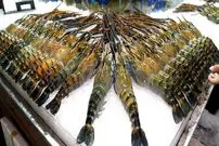 ببینید| غذای خیابانی در تایلند؛ شاه میگوی کبابی و صدف و حلزون سرخ شده در بانکوک