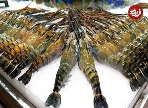 ببینید| غذای خیابانی در تایلند؛ شاه میگوی کبابی و صدف و حلزون سرخ شده در بانکوک