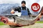 ببینید| غذای روستایی در آذربایجان؛ کباب ماهی بلوگا غول بزرگ روی آتش