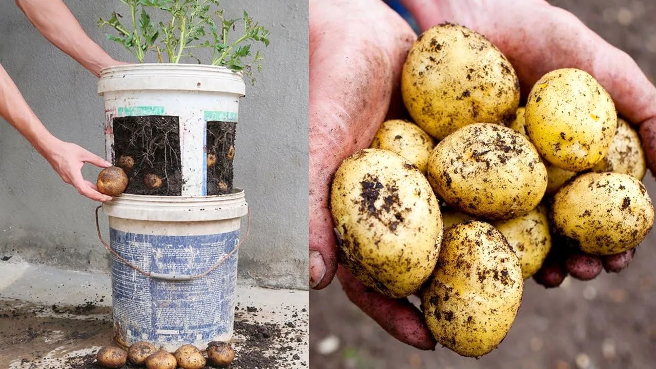 (ویدئو) یک روش ساده برای کاشت و برداشت سیب زمینی در تراس خانه