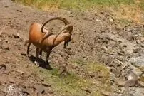 تصویری بی‌نظیر از کَل سیاهکوه در پارک ملی کویر
