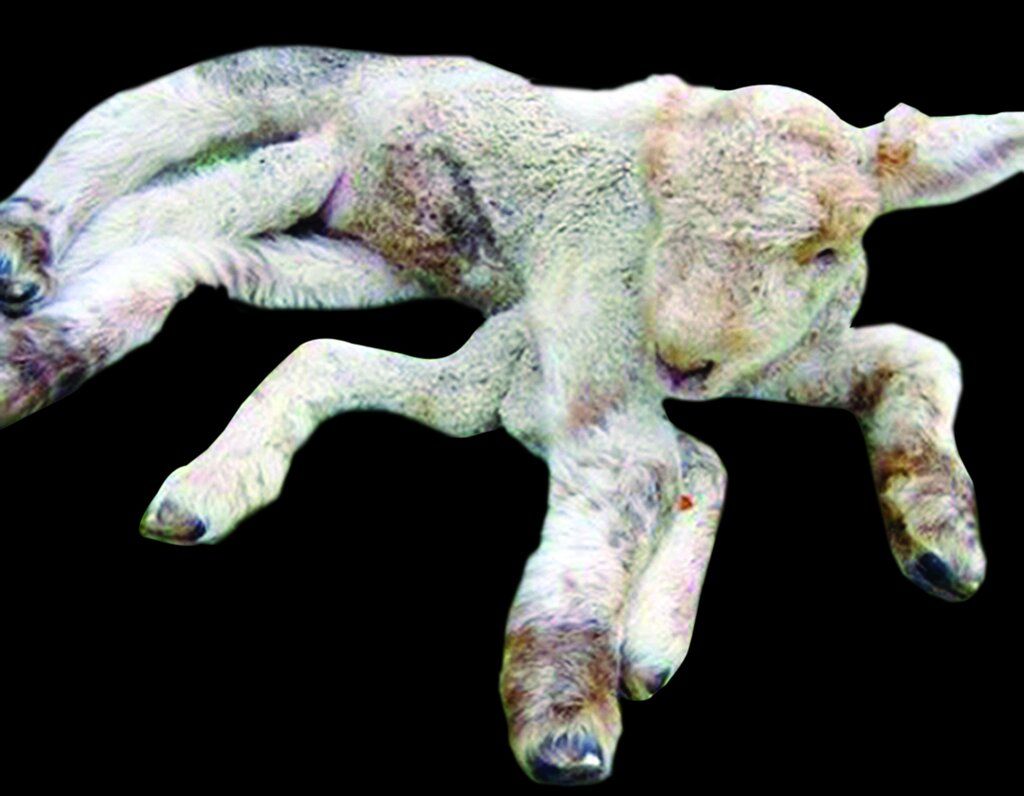 عکسی از یک مرغ عجیب و چهار پا در نیشابور