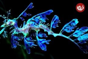 ببینید| 10 گونه از شگفت انگیزترین و زیباترین اسب های دریایی در جهان