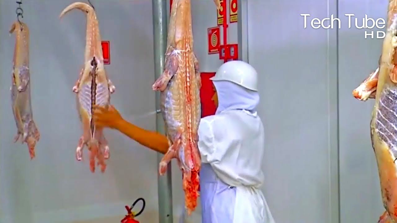 (ویدئو) مراحل شگفت انگیز پرورش کروکودیل؛ کارخانه فرآوری گوشت تمساح