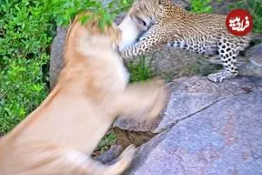 ببینید| نبرد شجاعانه پلنگ ماده با شیر برای محافظت از توله هایش