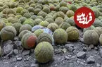تصاویر| ساختمان متروکه عجیبی در بلژیک با ده هزار توپ تنیس