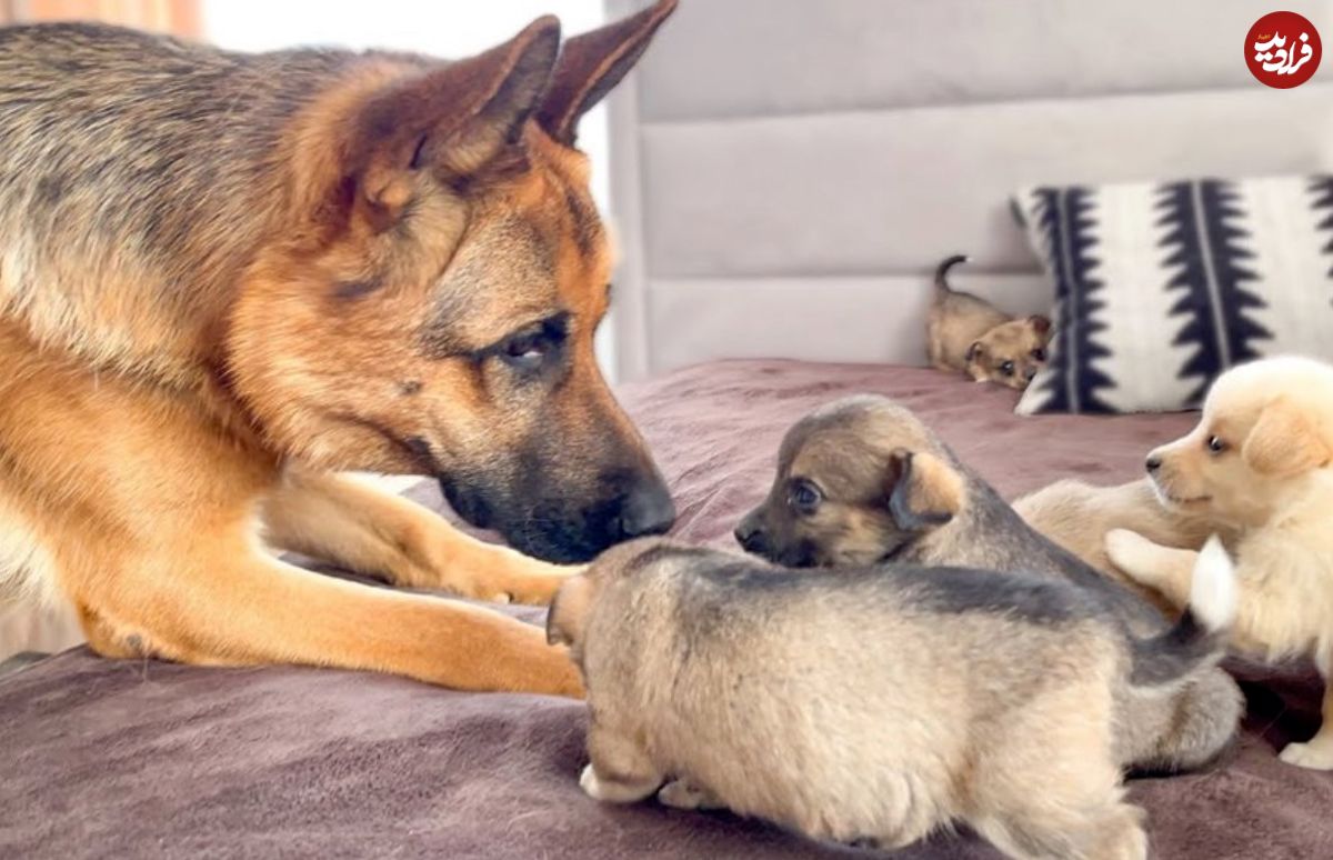 (ویدئو) کنجکاوی بامزه سگ ژرمن شفرد پدر در اولین دیدار با بچه ها تازه متولده شده اش