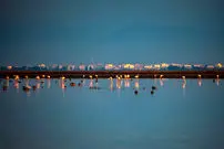 خداحافظی با مهاجران تا سال بعد؛ پرندگان زمستان‌گذر میانکاله را ترک کردند