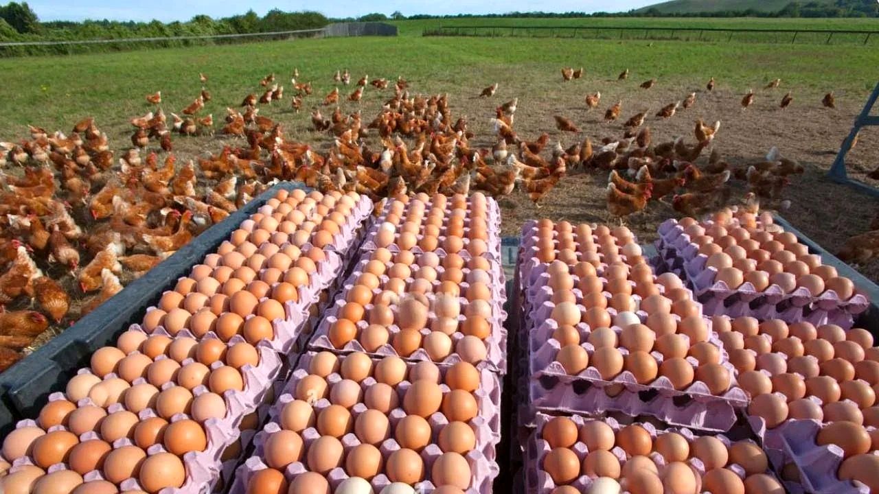 (ویدئو) ببینید آمریکایی ها چطور سالانه 97.3 میلیارد تخم مرغ تولید می کنند