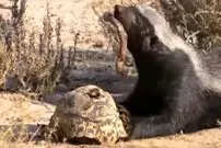 ببینید| لاک‌پشت بدشانس از چنگ شغال جان سالم به در برد و قربانی گورکن شد!