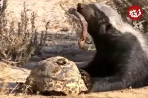 ببینید| لاک‌پشت بدشانس از چنگ شغال جان سالم به در برد و قربانی گورکن شد!