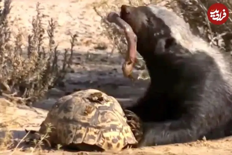 ببینید| لاک‌پشت بدشانس از چنگ شغال جان سالم به در برد و قربانی گورکن شد!