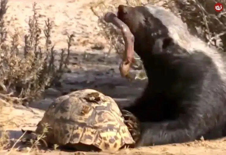 ببینید| لاک‌پشت بدشانس از چنگ شغال جان سالم به در برد و قربانی گورکن شد!