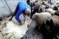 (ویدئو) فرآیند چیدن پشم گوسفندان به روش چوپان های اروپایی