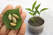 (ویدئو) با این روش ساده توی خونه هل بکار و از بوی خوبش لذت ببر!