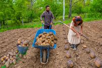 ببینید؛ غذای روستایی در آذربایجان؛ کاشت سیب زمینی در مزرعه و پخت دو غذا با سیب زمینی