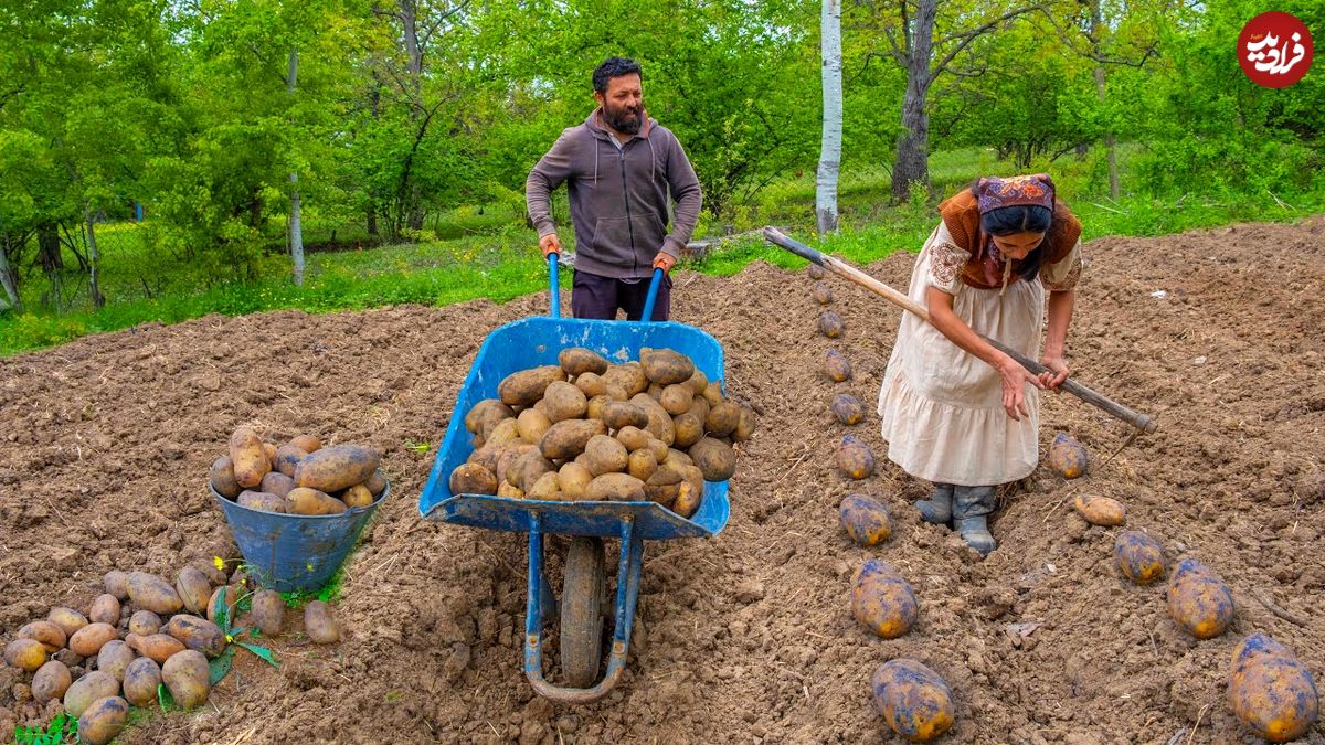 ببینید؛ غذای روستایی در آذربایجان؛ کاشت سیب زمینی در مزرعه و پخت دو غذا با سیب زمینی