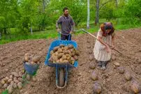 ببینید؛ غذای روستایی در آذربایجان؛ کاشت سیب زمینی در مزرعه و پخت دو غذا با سیب زمینی