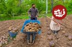 ببینید؛ غذای روستایی در آذربایجان؛ کاشت سیب زمینی در مزرعه و پخت دو غذا با سیب زمینی