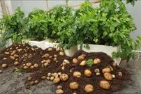 (ویدئو) چگونه در خانه یک کیلو سیب زمینی پرورش دهیم و 20 کیلو برداشت کنیم؟